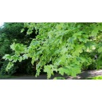 Acer 'Drummondii' (platanoïdes) - Érable de Norvège panaché